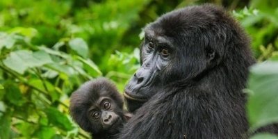 2 DAYS MOUNTAIN GORILLAS TREK IN RWANDA