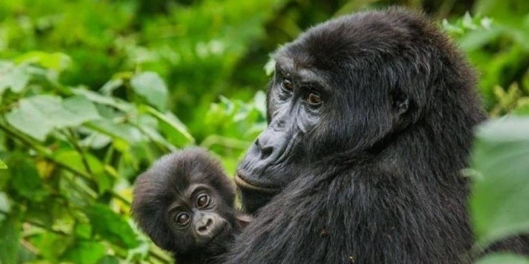 2 DAYS MOUNTAIN GORILLAS TREK IN RWANDA