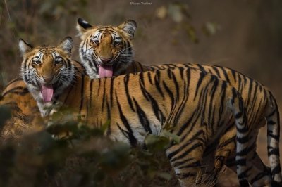 Golden Triangle Tour with Ranthambore Tiger Safari 7D/6N