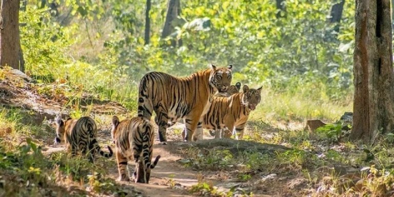 Golden Triangle Tour with Ranthambore Tiger Safari 7D/6N