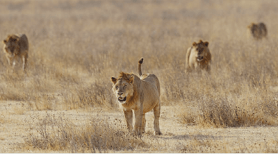 Best 5 Days Safari To Nyerere NP, Mikumi NP, & Udzungwa Mountains