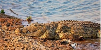 Best 5 Days Safari To Nyerere NP, Mikumi NP, & Udzungwa Mountains