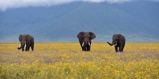 5 DAYS FLY-IN SAFARI FROM ZANZIBAR