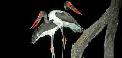 Day trip to tarangire national park