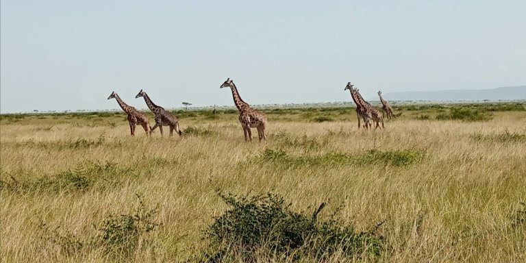4-Day Masai Mara to Lake Nakuru National Park Safari