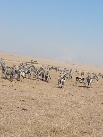 4-Day Masai Mara to Lake Nakuru National Park Safari