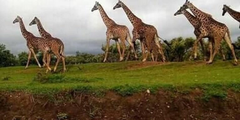 Tsavo East & Amboseli Luxury Safari