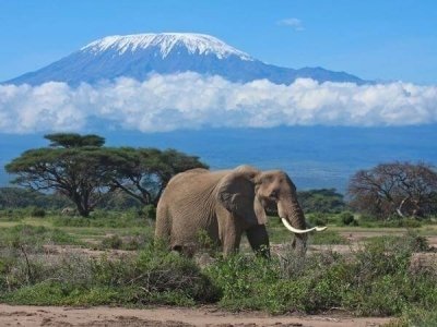 Tsavo East & Amboseli Luxury Safari