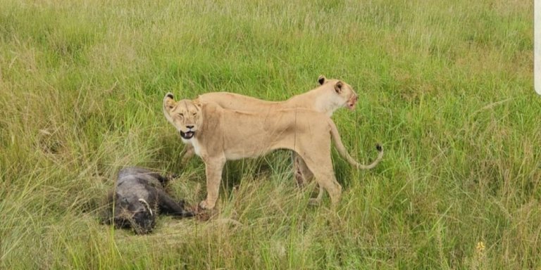 3 DAYS MASAI MARA WILDERNESS EXCITING  SAFARI.