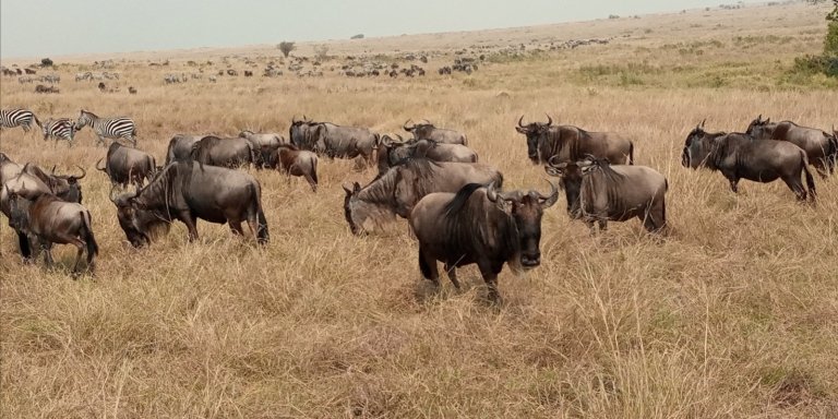 8-Day Mara-Nakuru-Naivasha-Amboseli Budget Safari2025-26