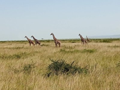 8-Day Mara-Nakuru-Naivasha-Amboseli Budget Safari2025-26