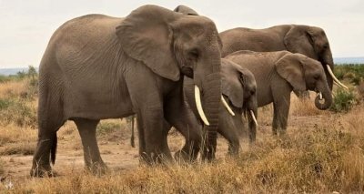 A Wildlife Adventure Across Tsavo & Amboseli: 4 Days of Discovery