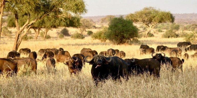 5 day safari to Tarangire, Serengeti and Ngorongoro