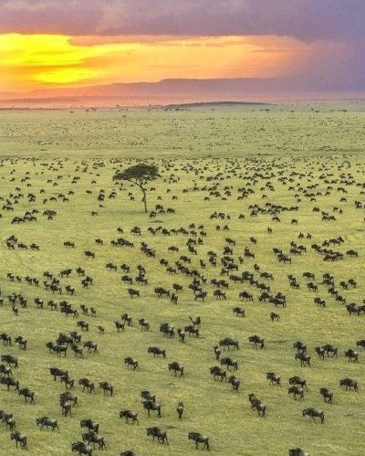 4 day Safari to Serengeti and Ngorongoro crater from Zanzibar