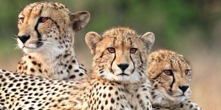 4 day Safari to Serengeti and Ngorongoro crater from Zanzibar
