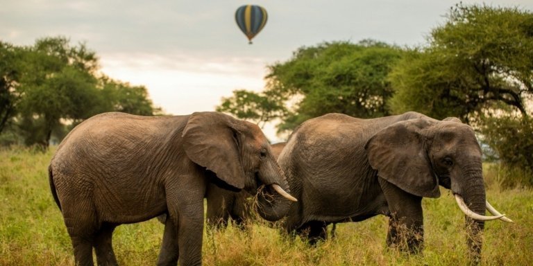 4-day safari from Zanzibar to Tarangire, Serengeti and Ngorongoro