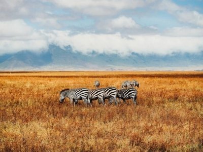 3-Day fly-in Serengeti Safari from Zanzibar