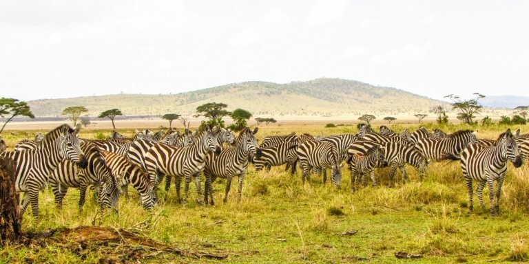 2-day Tanzania safari tours to Tarangire and Ngorongoro