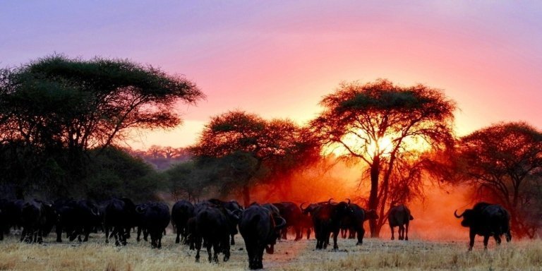 2-day safari from Zanzibar to Ngorongoro and Manyara