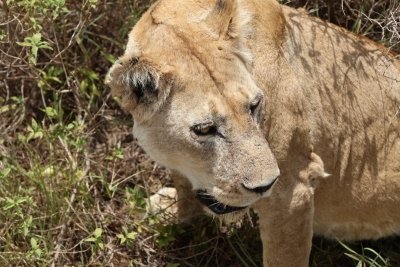 4 Days Tanzania Private Guided Experience