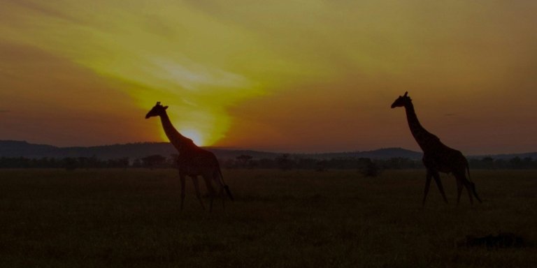 2 day safari from Zanzibar to Tarangire and  Ngorongoro