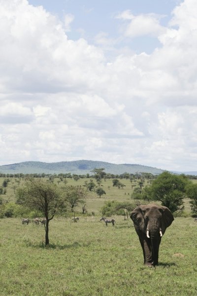 2 day safari from Zanzibar to Tarangire and  Ngorongoro