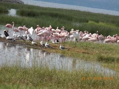 Lake Nakuru National Park - Private Day Tour from Nairobi Lake Nakuru National Park - Private Day Tour from Nairobi