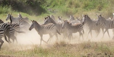 2-day fly-in Serengeti safari from Zanzibar