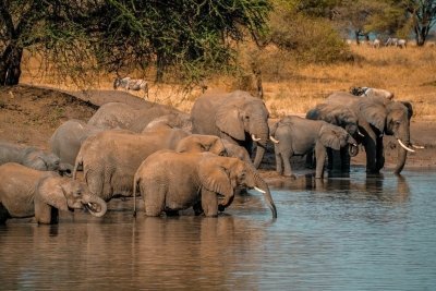 5-Day Affordable Join-Group Safari Adventure from Zanzibar