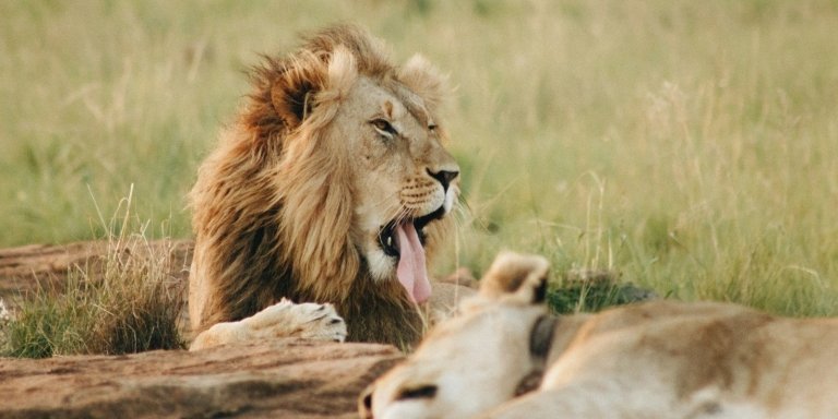 5-Day Affordable Join-Group Safari Adventure from Zanzibar