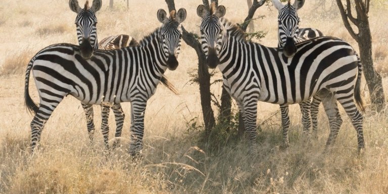 4 DAYS LAST-MINUTE SAFARI FROM ZANZIBAR