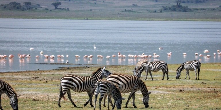 3-Day Join-In Group Safari Adventure from Zanzibar