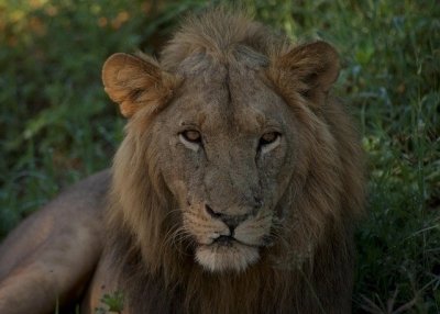 3-Day Join-In Group Safari Adventure from Zanzibar