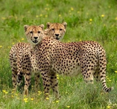 Best of Kenya Safari: Samburu to Masai Mara & Amboseli