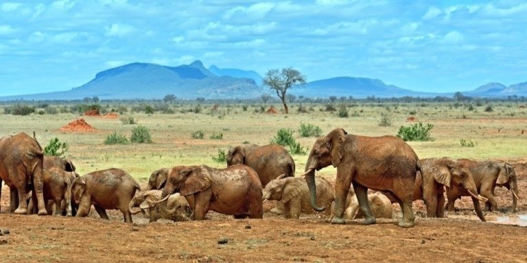 Best of Kenya Safari: Samburu to Masai Mara & Amboseli