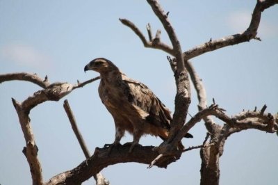 Full-Day Private Tour to Naivasha Full-Day Private Tour to Naivasha