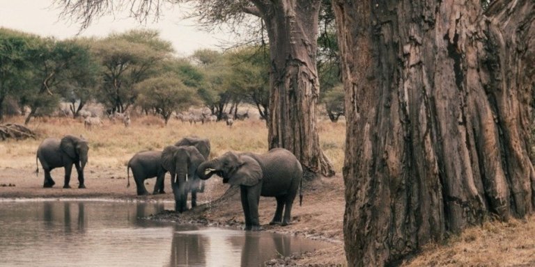 2 DAYS LAST-MINUTE SAFARI TO TARANGIRE AND NGORONGORO