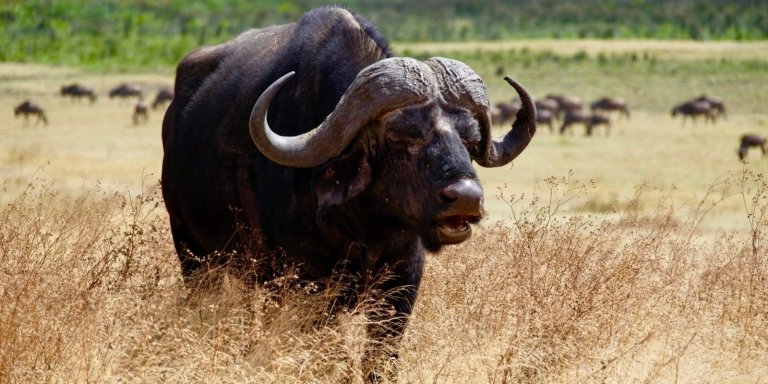 2 DAY AFFORDABLE JOIN-IN GROUP SAFARI FROM ZANZIBAR