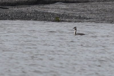 Lisbon: Birdwatching Boat tour