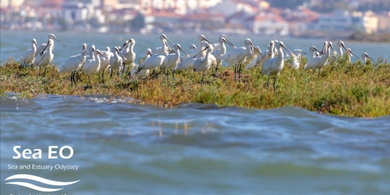 Lisbon: Birdwatching Boat tour