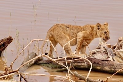 Icons of Kenya: 6-Day Masai Mara, Nakuru & Amboseli Sopa Safari