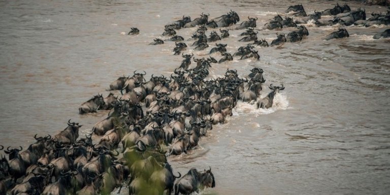 8 Days Wildebeest Migration & River Crossing Safari