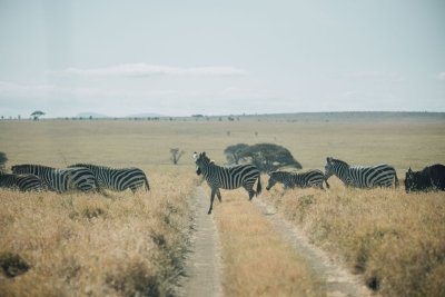 8 Days Wildebeest Migration & River Crossing Safari