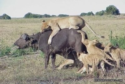 Tsavo East & West National Parks Luxury Safari from Mombasa