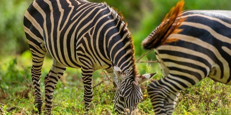 3 DAYS 2 NIGHTS AMBOSELI NATIONAL PARK SAFARI FROM NAIROBI: