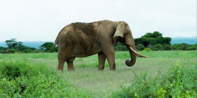 3 DAYS 2 NIGHTS AMBOSELI NATIONAL PARK SAFARI FROM NAIROBI: