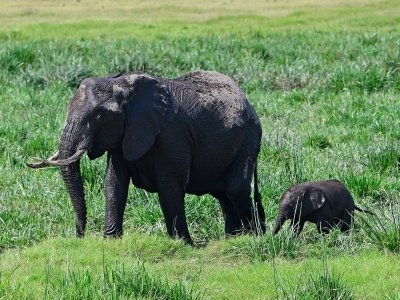 3 DAYS 2 NIGHTS AMBOSELI NATIONAL PARK SAFARI FROM NAIROBI: