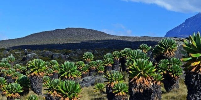 Marangu Route 6 Days – Kilimanjaro Hike