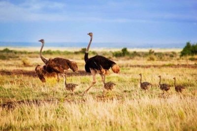 Amboseli Private Day Safari from Nairobi Amboseli Private Day Safari from Nairobi