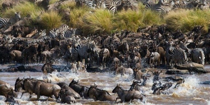 Serengeti Migration Safari: Witness the Epic Mara River Crossing